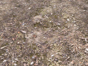 forest terrain pack pbr 3 CG Textures