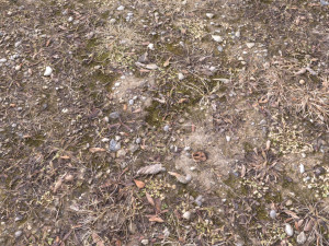 forest terrain pack pbr 3 CG 텍스쳐