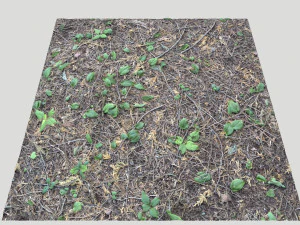 forest terrain pack pbr 3 CG Textures