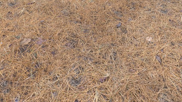 forest terrain pack pbr 4 CG Texturen .c4d .max .obj .3ds .fbx .stl .blend