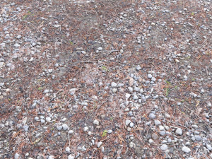 forest terrain pack pbr 4 CG Texturen