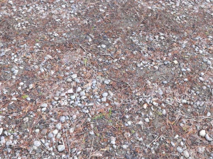 forest terrain pack pbr 4 CG Textures