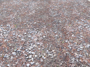 forest terrain pack pbr 4 CG Texturen