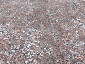 forest terrain pack pbr 4 CG Textures