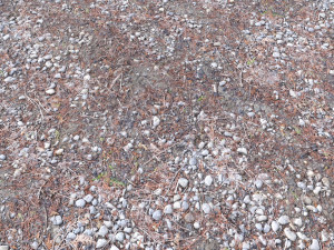 forest terrain pack pbr 4 CG Texturen