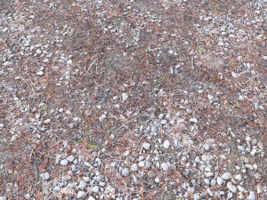 forest terrain pack pbr 4 CG Textures