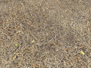 forest terrain pack pbr 4 CG Texturen