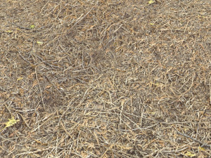 forest terrain pack pbr 4 CG Texturen