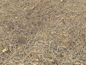 forest terrain pack pbr 4 CG Textures