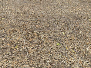 forest terrain pack pbr 4 CG Texturen