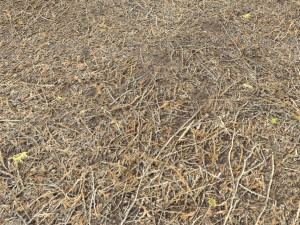 forest terrain pack pbr 4 CG Texturen