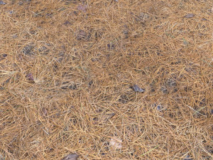 forest terrain pack pbr 4 CG Texturen