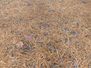forest terrain pack pbr 4 CG Texturen