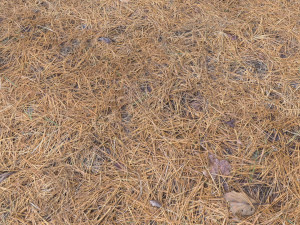 forest terrain pack pbr 4 CG Texturen