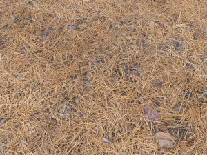 forest terrain pack pbr 4 CG Textures