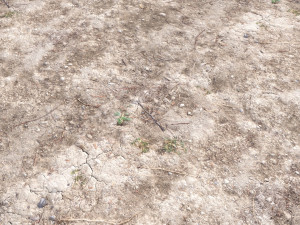 forest terrain pack pbr 4 CG Texturen
