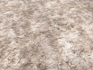 forest terrain pack pbr 4 CG Texturen