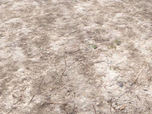 forest terrain pack pbr 4 CG Textures