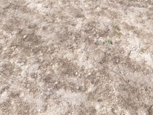 forest terrain pack pbr 4 CG Texturen