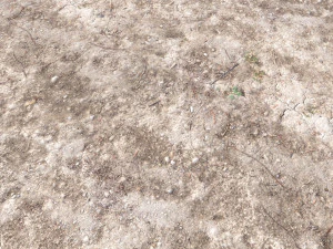 forest terrain pack pbr 4 CG Textures