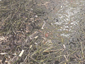 dirty wet ground pbr pack 1 CG Textures