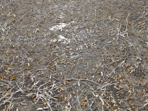 dirty wet ground pbr pack 1 Texturas CG