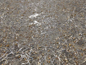 dirty wet ground pbr pack 1 CG Textures
