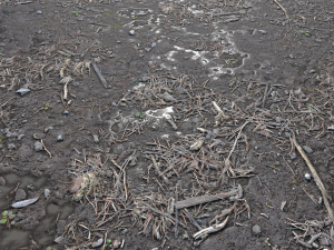 dirty wet ground pbr pack 1 Texturas CG