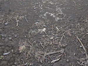 dirty wet ground pbr pack 1 CG Textures
