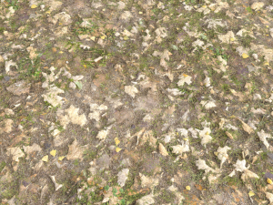 leaf terrain pbr pack 1 texture CG Textures