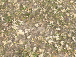 leaf terrain pbr pack 1 texture CG Textures
