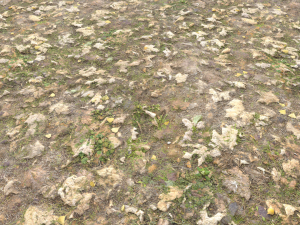 leaf terrain pbr pack 1 texture CG Textures