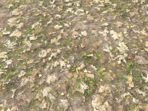 leaf terrain pbr pack 1 texture CG Textures