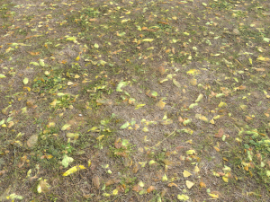 leaf terrain pbr pack 1 texture CG Textures