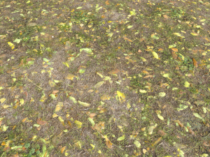 leaf terrain pbr pack 1 texture CG Textures