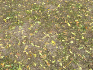 leaf terrain pbr pack 1 texture CG Textures