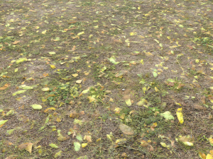 leaf terrain pbr pack 1 texture CG Textures