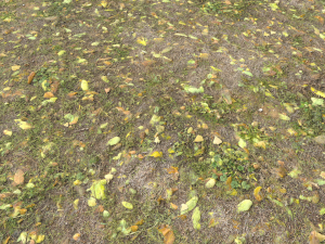 leaf terrain pbr pack 1 texture CG Textures