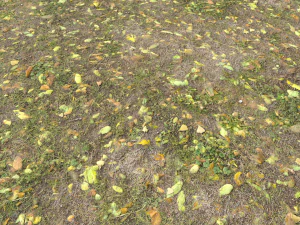 leaf terrain pbr pack 1 texture CG Textures
