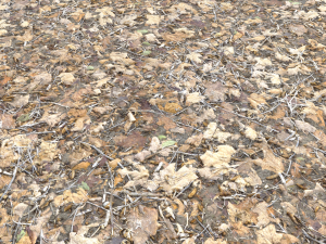 leaf terrain pbr pack 1 texture CG Textures
