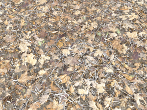 leaf terrain pbr pack 1 texture CG Textures