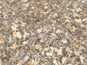 leaf terrain pbr pack 1 texture CG Textures
