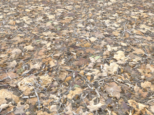 leaf terrain pbr pack 1 texture CG Textures