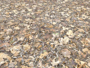 leaf terrain pbr pack 1 texture CG Textures