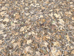 leaf terrain pbr pack 1 texture CG Textures
