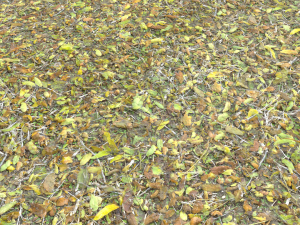 leaf terrain pbr pack 1 texture CG Textures