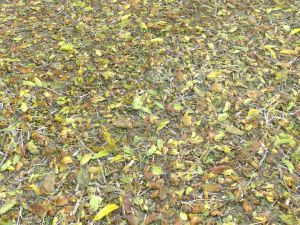 leaf terrain pbr pack 1 texture CG Textures