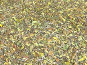 leaf terrain pbr pack 1 texture CG Textures