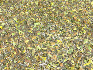 leaf terrain pbr pack 1 texture CG Textures