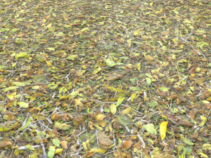 leaf terrain pbr pack 1 texture CG Textures